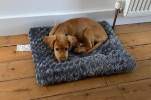Amazon basics Dog Bed