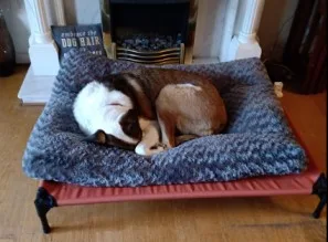 Amazon basics Dog Bed