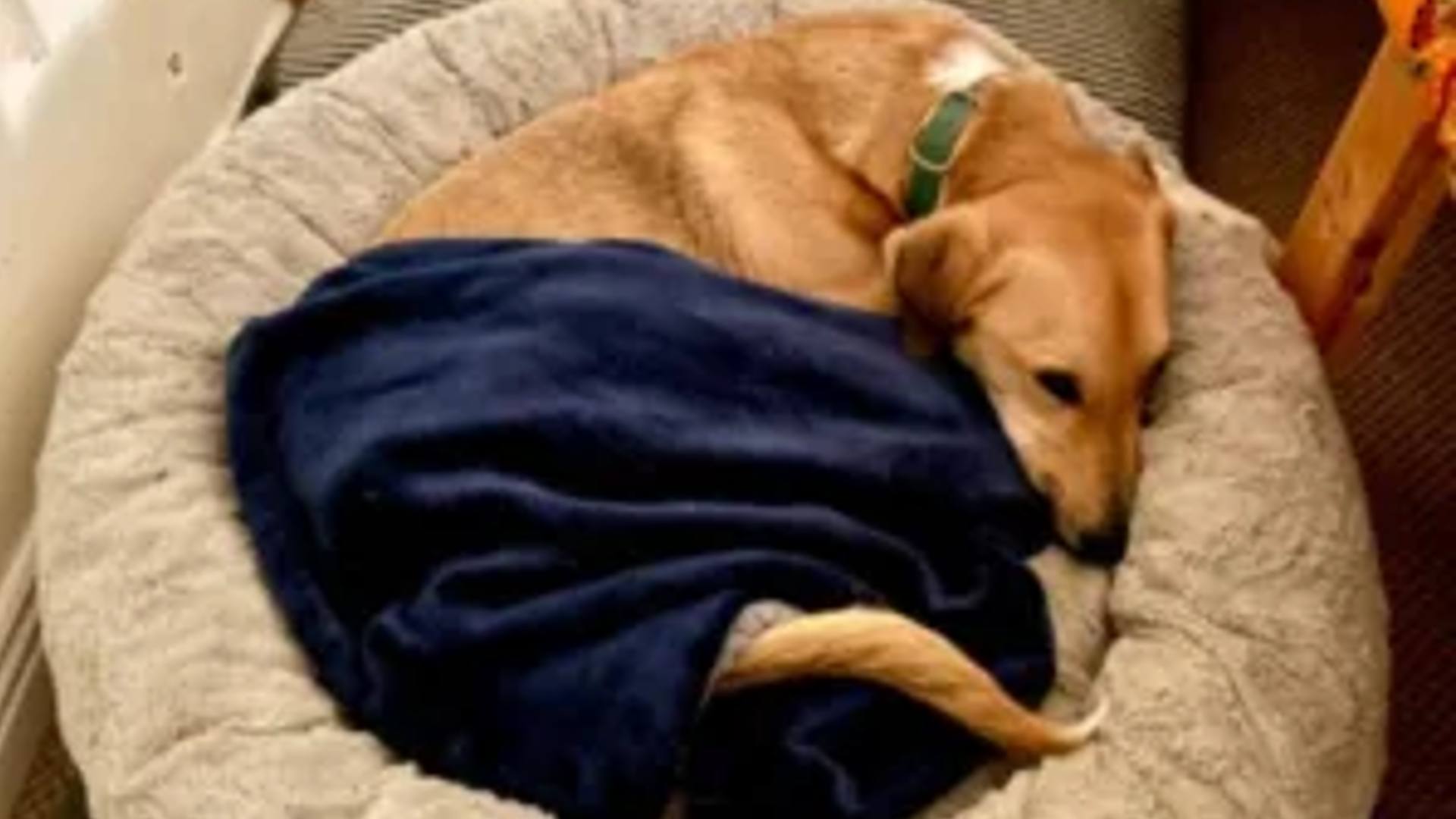 Sheri the original calming donut dog bed 