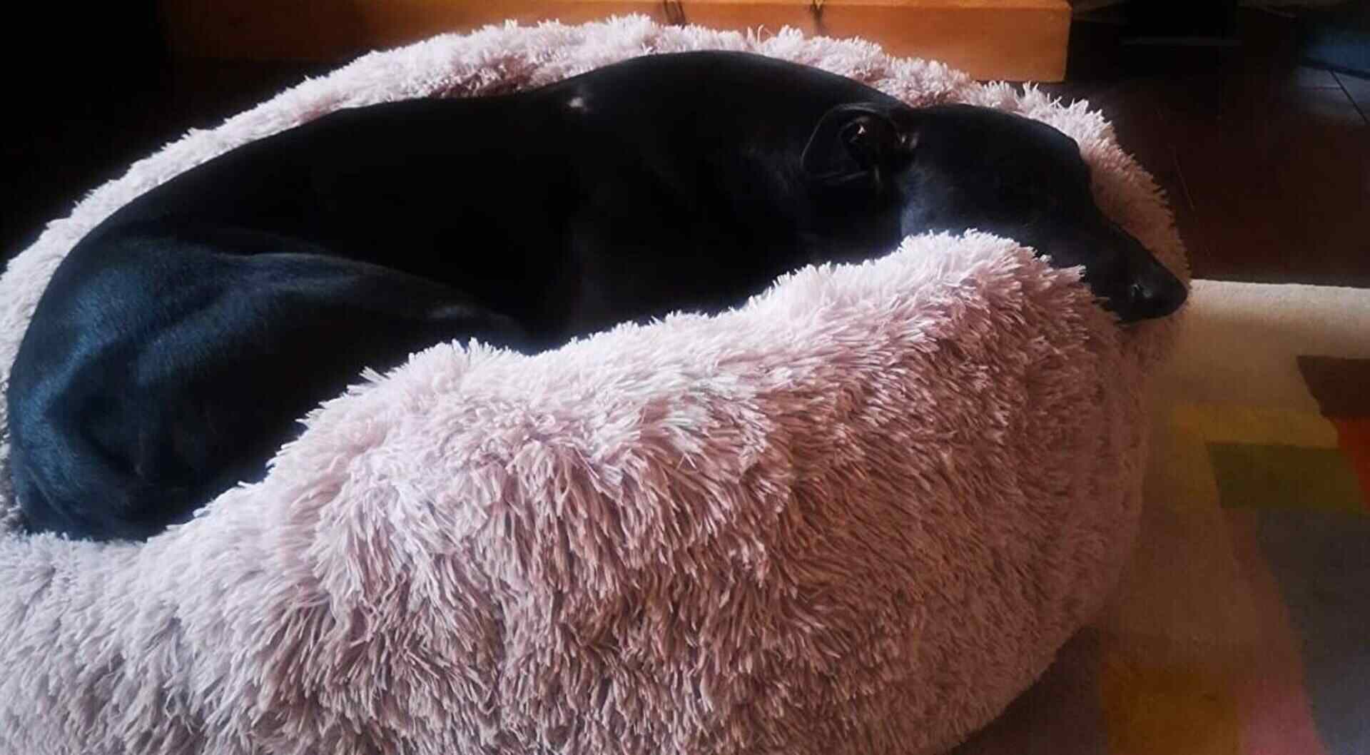 ANWA Dog bed
