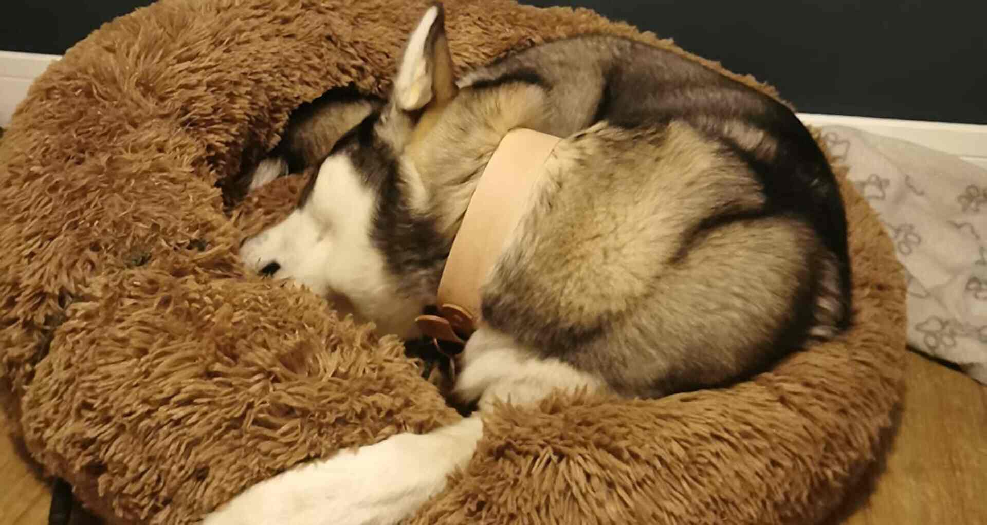 ANWA Dog Beds