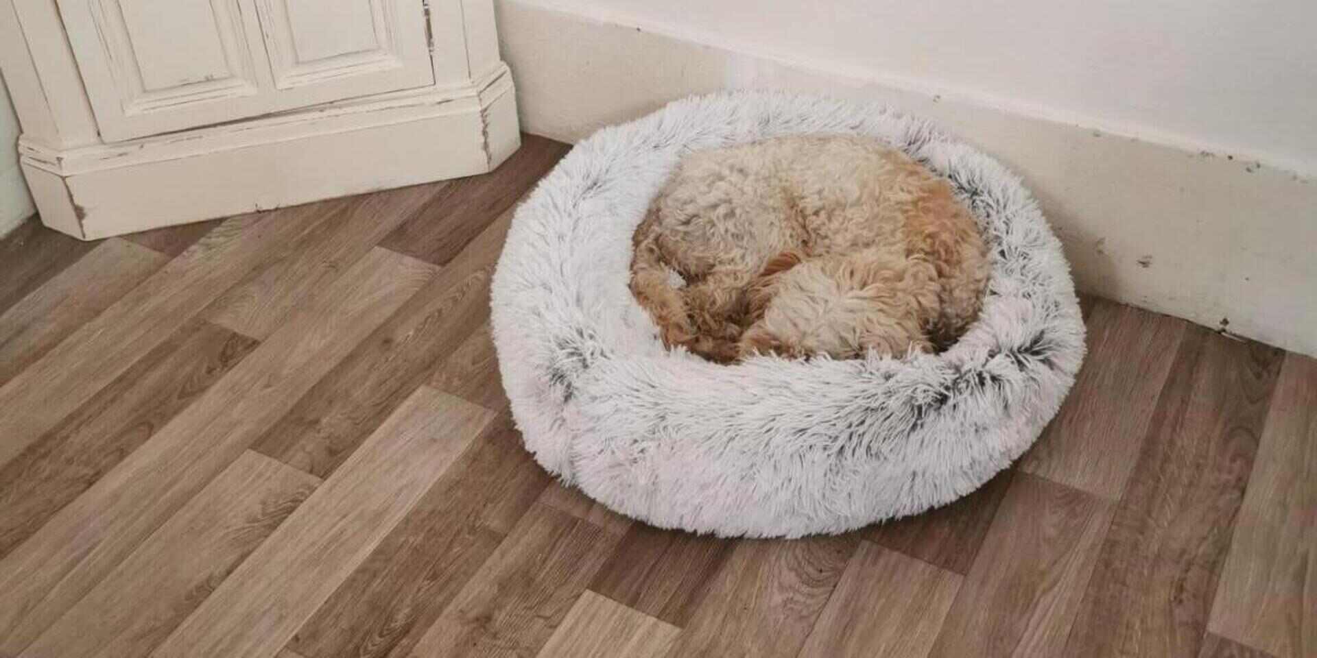 The Dogs Bed Sound Sleep Donut Dog Bed