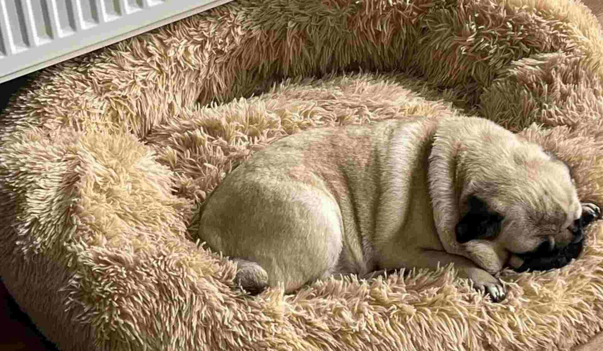 MFOX Calming dog bed