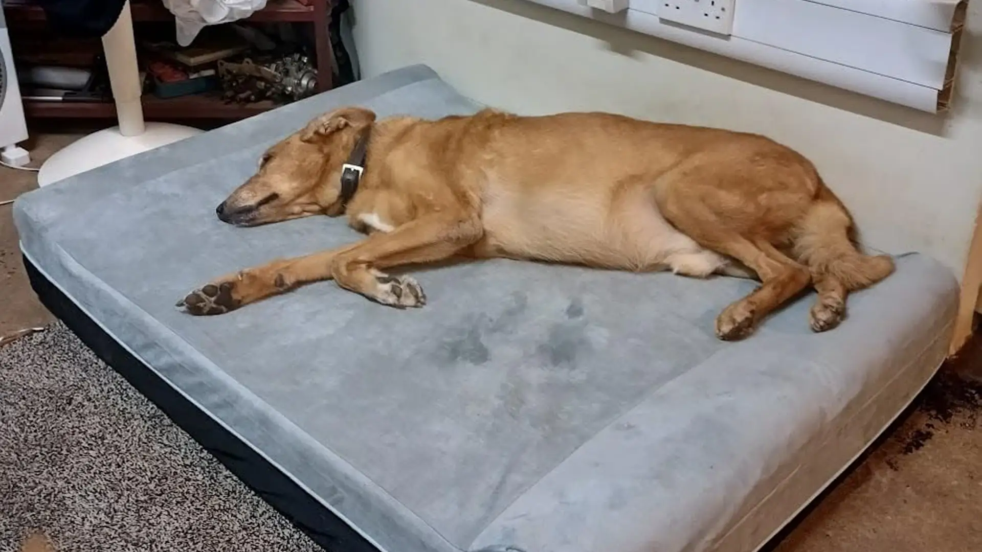 Laifug dog bed