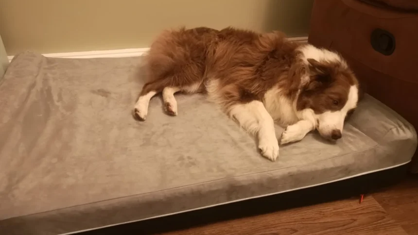 Laifug dog bed