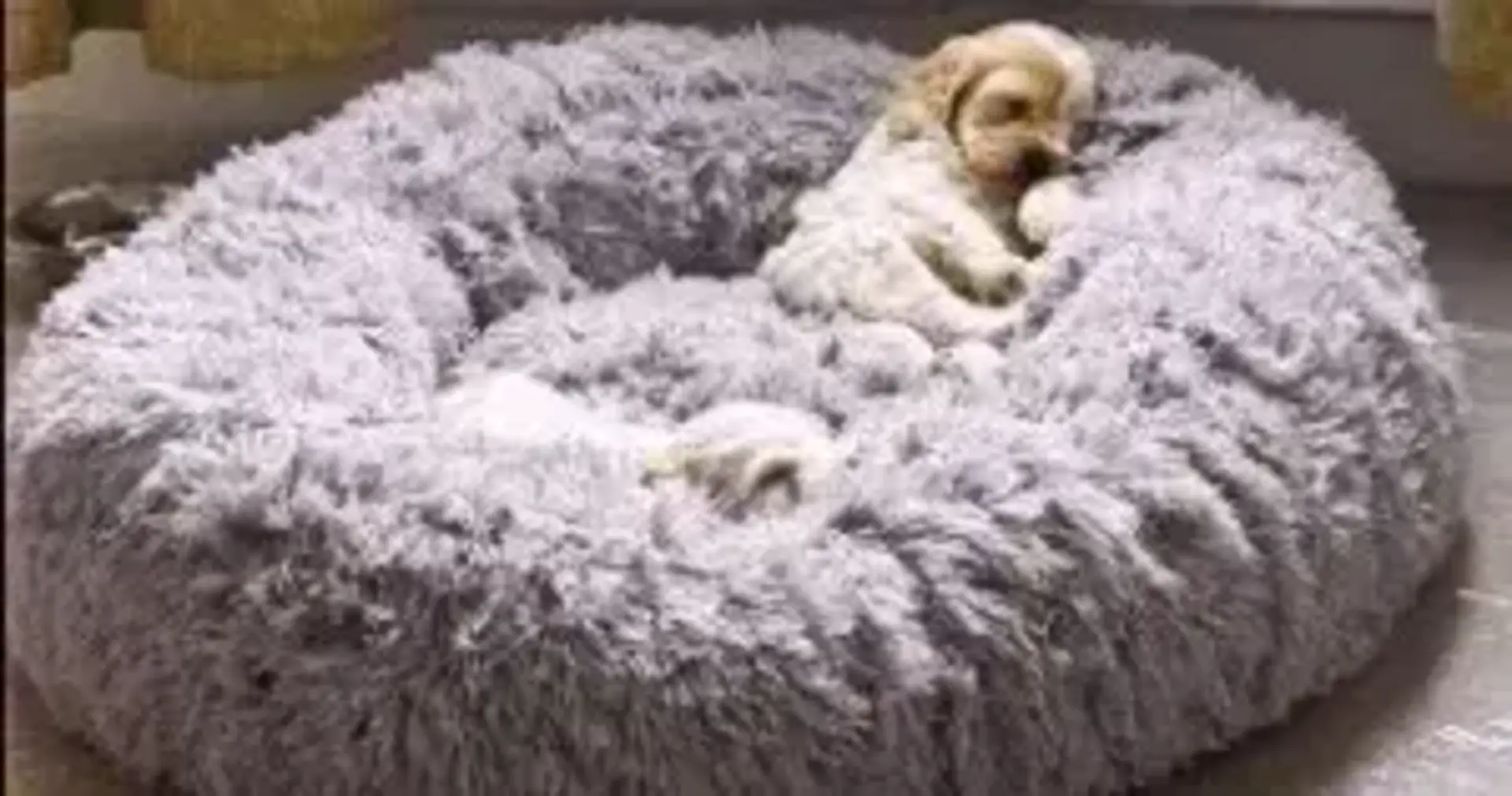 Bedsure comfy pet bed