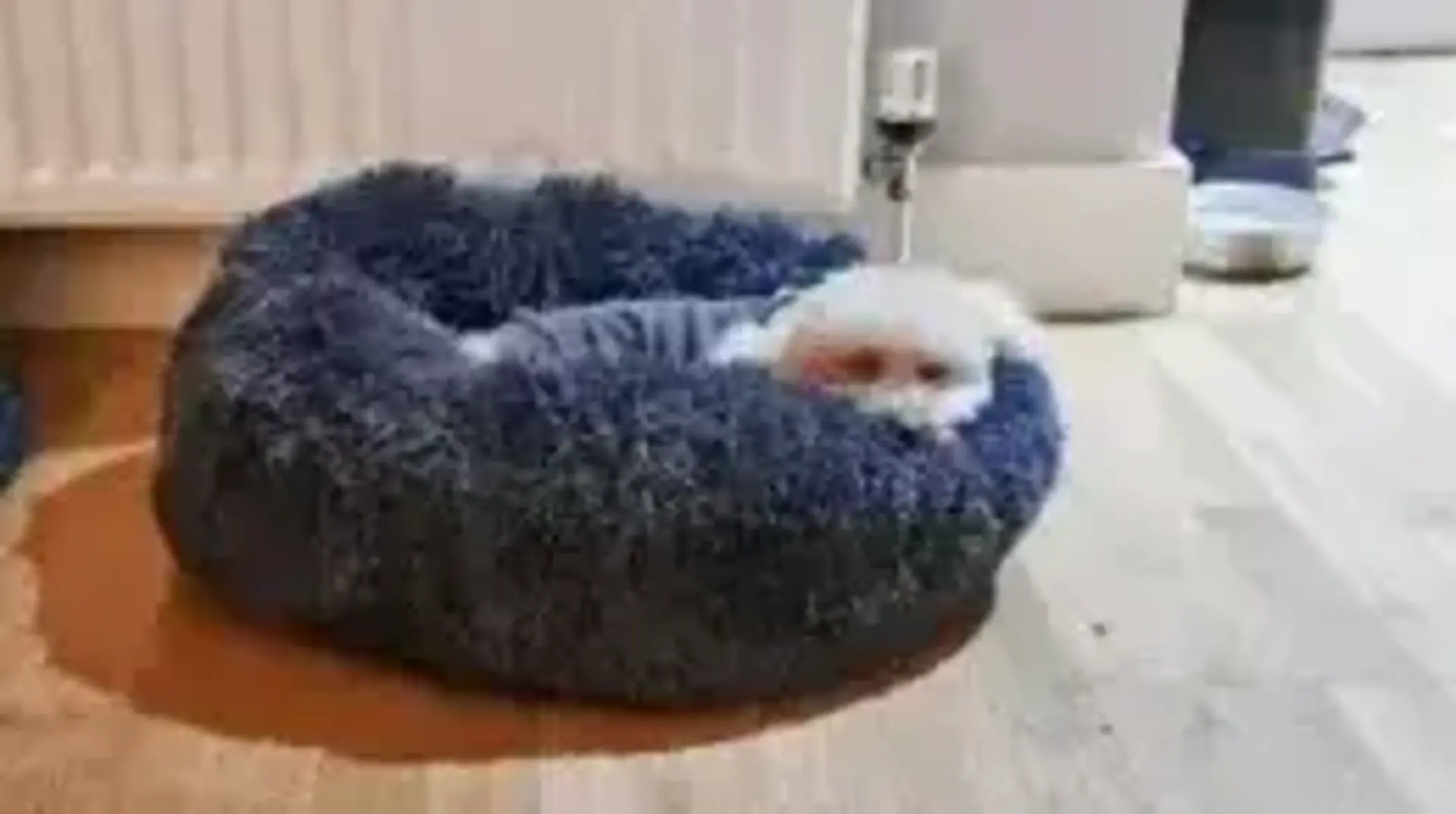 Bedsure comfy pet bed