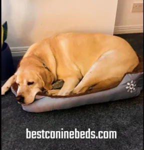 fristone dog beds