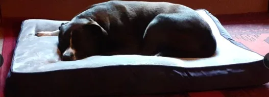 Should dogs sleep in your bed?