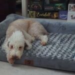 are orthopedic dog beds worth it