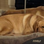 what are orthopedic dog beds