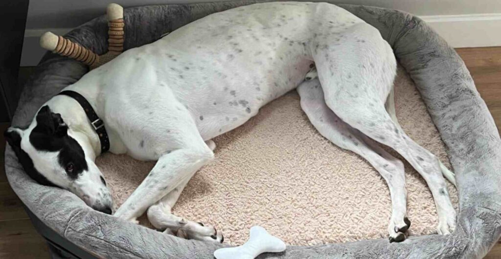 what are orthopedic dog beds
