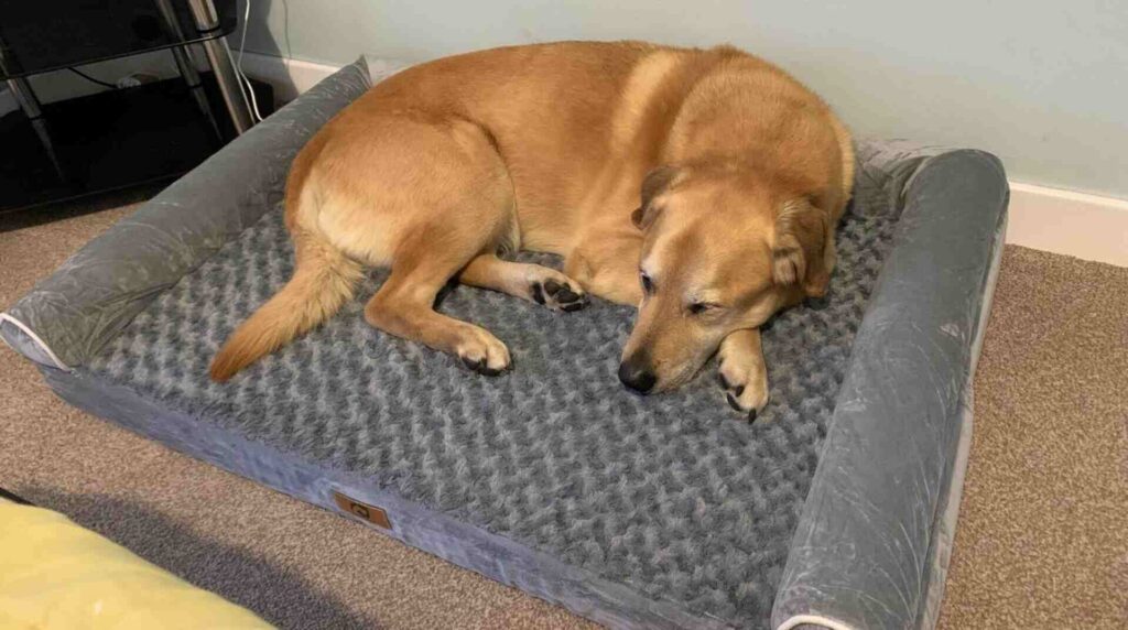 are orthopedic dog beds good