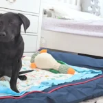how to make an orthopedic dog bed