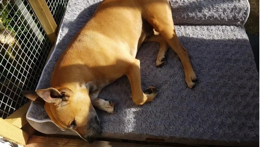 do not disturb orthopedic dog bed large