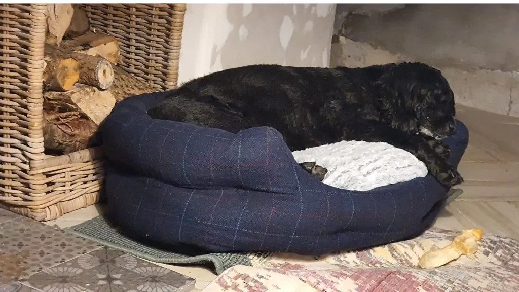 petface large dog bed