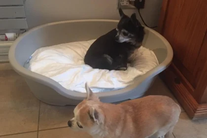 do not disturb plastic dog bed